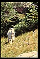 10076-00176-Mountain Goat, Oreamnos americanus.jpg