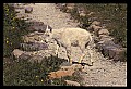 10076-00179-Mountain Goat, Oreamnos americanus.jpg