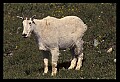 10076-00180-Mountain Goat, Oreamnos americanus.jpg