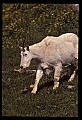 10076-00182-Mountain Goat, Oreamnos americanus.jpg