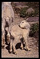 10076-00183-Mountain Goat, Oreamnos americanus.jpg