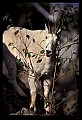 10076-00184-Mountain Goat, Oreamnos americanus.jpg
