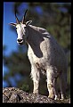 10076-00186-Mountain Goat, Oreamnos americanus.jpg