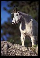 10076-00187-Mountain Goat, Oreamnos americanus.jpg