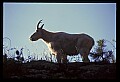 10076-00188-Mountain Goat, Oreamnos americanus.jpg