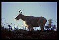 10076-00189-Mountain Goat, Oreamnos americanus.jpg