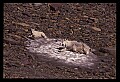10076-00192-Mountain Goat, Oreamnos americanus.jpg