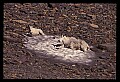 10076-00193-Mountain Goat, Oreamnos americanus.jpg