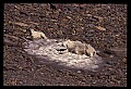 10076-00194-Mountain Goat, Oreamnos americanus.jpg