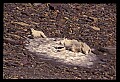 10076-00195-Mountain Goat, Oreamnos americanus.jpg