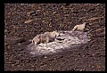 10076-00196-Mountain Goat, Oreamnos americanus.jpg