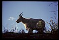 10076-00200-Mountain Goat, Oreamnos americanus.jpg