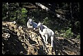 10076-00204-Mountain Goat, Oreamnos americanus.jpg