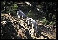 10076-00205-Mountain Goat, Oreamnos americanus.jpg