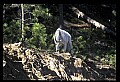 10076-00206-Mountain Goat, Oreamnos americanus.jpg