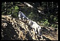 10076-00207-Mountain Goat, Oreamnos americanus.jpg