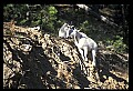 10076-00208-Mountain Goat, Oreamnos americanus.jpg