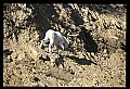 10076-00209-Mountain Goat, Oreamnos americanus.jpg