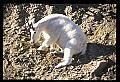 10076-00210-Mountain Goat, Oreamnos americanus.jpg