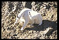 10076-00211-Mountain Goat, Oreamnos americanus.jpg