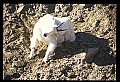 10076-00213-Mountain Goat, Oreamnos americanus.jpg