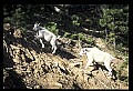 10076-00214-Mountain Goat, Oreamnos americanus.jpg