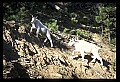 10076-00216-Mountain Goat, Oreamnos americanus.jpg