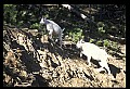 10076-00217-Mountain Goat, Oreamnos americanus.jpg