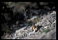 10076-00218-Mountain Goat, Oreamnos americanus.jpg