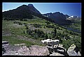 10076-00221-Mountain Goat, Oreamnos americanus.jpg