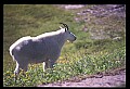 10076-00225-Mountain Goat, Oreamnos americanus.jpg