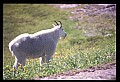10076-00226-Mountain Goat, Oreamnos americanus.jpg