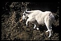 10076-00227-Mountain Goat, Oreamnos americanus.jpg