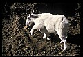 10076-00228-Mountain Goat, Oreamnos americanus.jpg