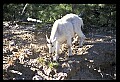 10076-00229-Mountain Goat, Oreamnos americanus.jpg