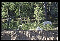 10076-00230-Mountain Goat, Oreamnos americanus.jpg