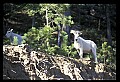 10076-00231-Mountain Goat, Oreamnos americanus.jpg