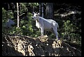 10076-00232-Mountain Goat, Oreamnos americanus.jpg