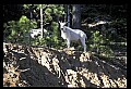10076-00233-Mountain Goat, Oreamnos americanus.jpg
