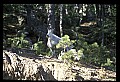 10076-00234-Mountain Goat, Oreamnos americanus.jpg