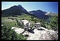 10076-00236-Mountain Goat, Oreamnos americanus.jpg