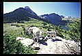 10076-00237-Mountain Goat, Oreamnos americanus.jpg
