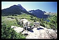 10076-00238-Mountain Goat, Oreamnos americanus.jpg