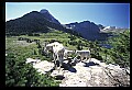 10076-00239-Mountain Goat, Oreamnos americanus.jpg