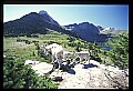 10076-00240-Mountain Goat, Oreamnos americanus.jpg
