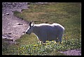 10076-00243-Mountain Goat, Oreamnos americanus.jpg