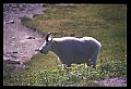 10076-00244-Mountain Goat, Oreamnos americanus.jpg