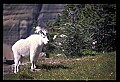 10076-00245-Mountain Goat, Oreamnos americanus.jpg
