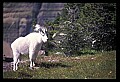 10076-00246-Mountain Goat, Oreamnos americanus.jpg