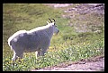 10076-00249-Mountain Goat, Oreamnos americanus.jpg
